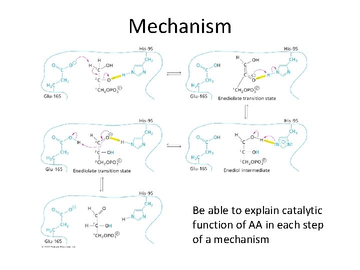 Mechanism Be able to explain catalytic function of AA in each step of a