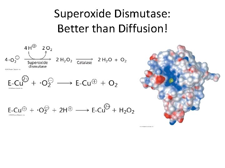 Superoxide Dismutase: Better than Diffusion! 