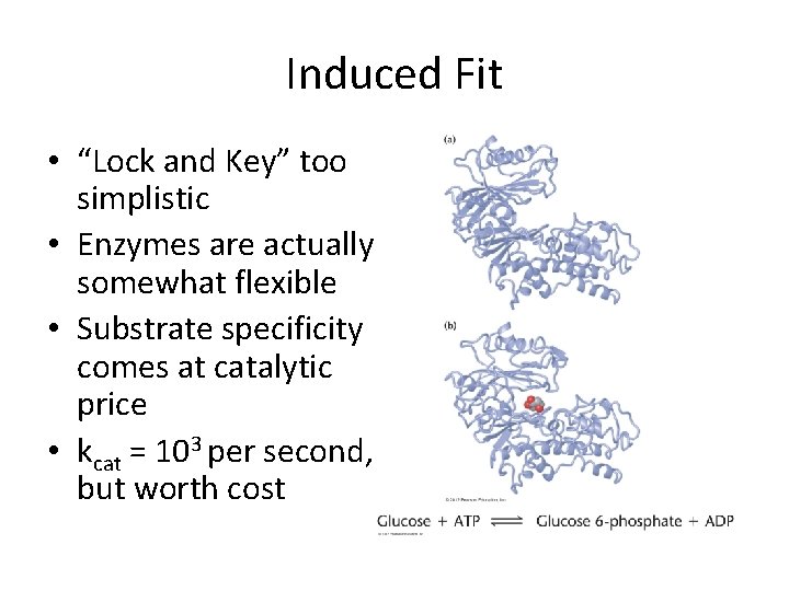 Induced Fit • “Lock and Key” too simplistic • Enzymes are actually somewhat flexible