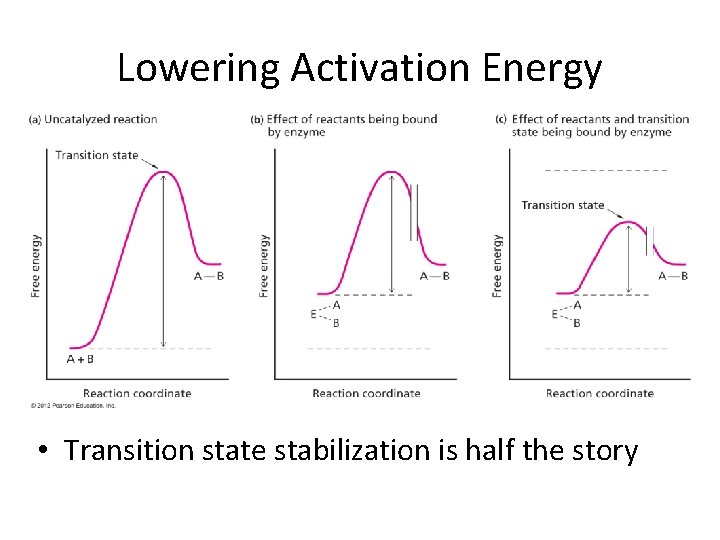 Lowering Activation Energy • Transition state stabilization is half the story 