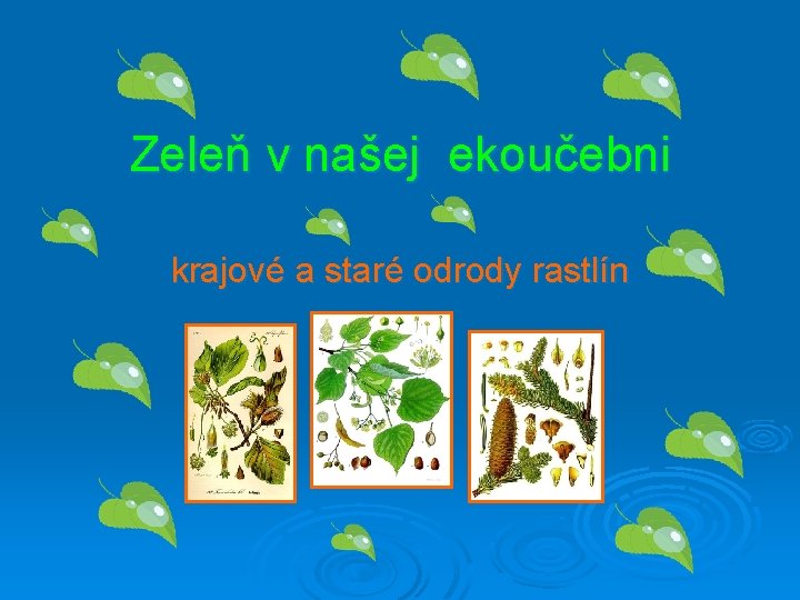 Zeleň v našej ekoučebni krajové a staré odrody rastlín 