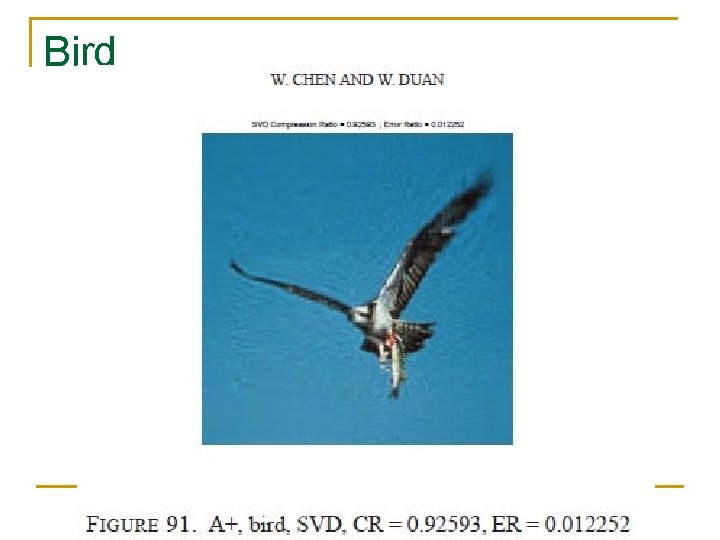 Bird Bird