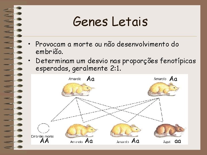 Genes Letais • Provocam a morte ou não desenvolvimento do embrião. • Determinam um