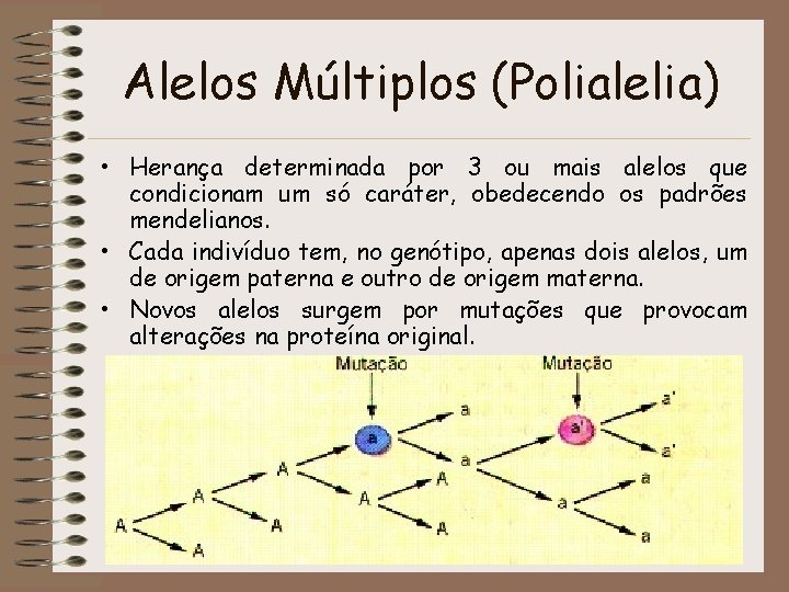 Alelos Múltiplos (Polialelia) • Herança determinada por 3 ou mais alelos que condicionam um