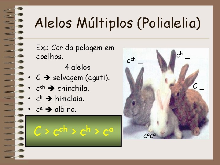 Alelos Múltiplos (Polialelia) • • Ex. : Cor da pelagem em coelhos. 4 alelos