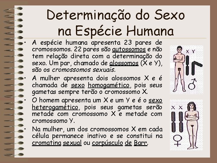 Determinação do Sexo na Espécie Humana • A espécie humana apresenta 23 pares de