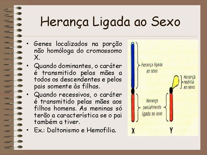 Herança Ligada ao Sexo • Genes localizados na porção não homóloga do cromossomo X.