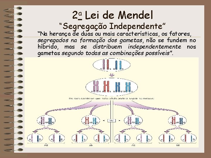 2 a Lei de Mendel “Segregação Independente” “Na herança de duas ou mais características,