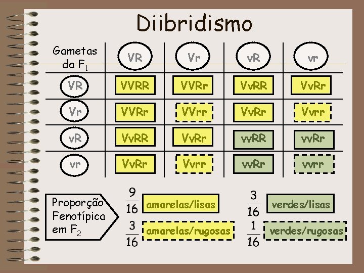 Diibridismo Gametas da F 1 VR Vr v. R vr VR VVRr Vv. RR