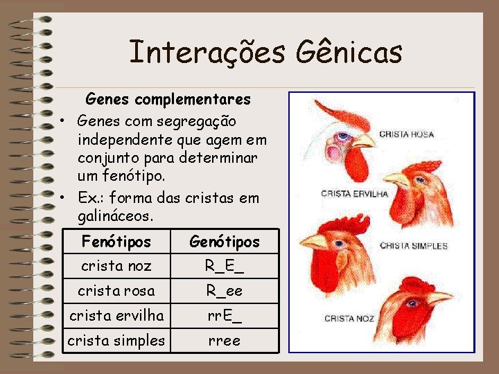 Interações Gênicas Genes complementares • Genes com segregação independente que agem em conjunto para