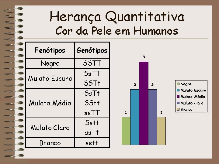 Herança Quantitativa Cor da Pele em Humanos Fenótipos Genótipos Negro SSTT Mulato Escuro Ss.