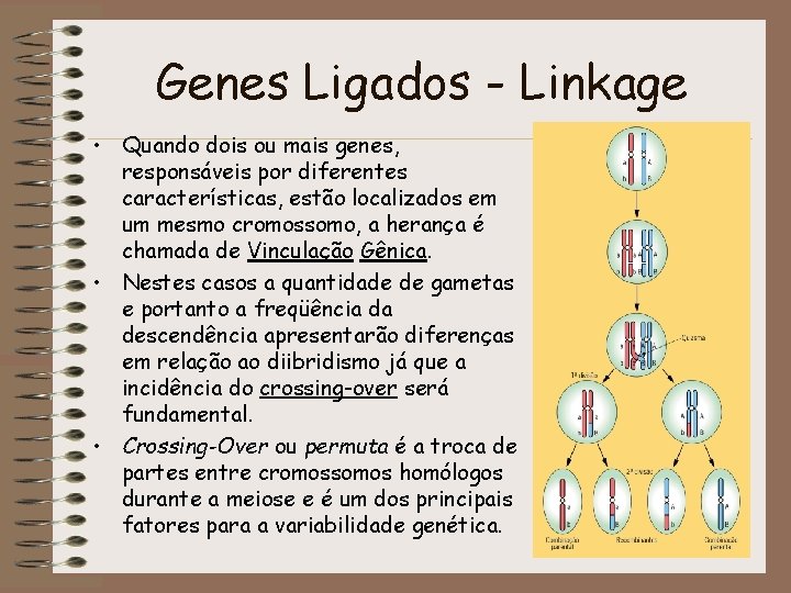 Genes Ligados - Linkage • Quando dois ou mais genes, responsáveis por diferentes características,