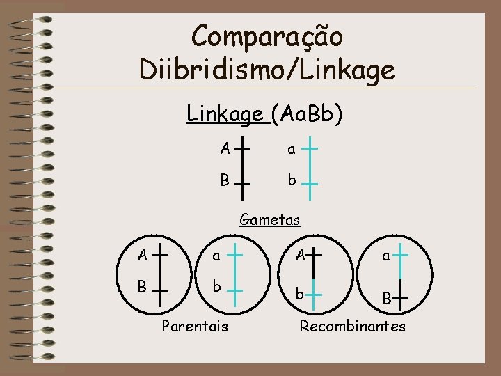 Comparação Diibridismo/Linkage (Aa. Bb) A a B b Gametas A a B b Parentais