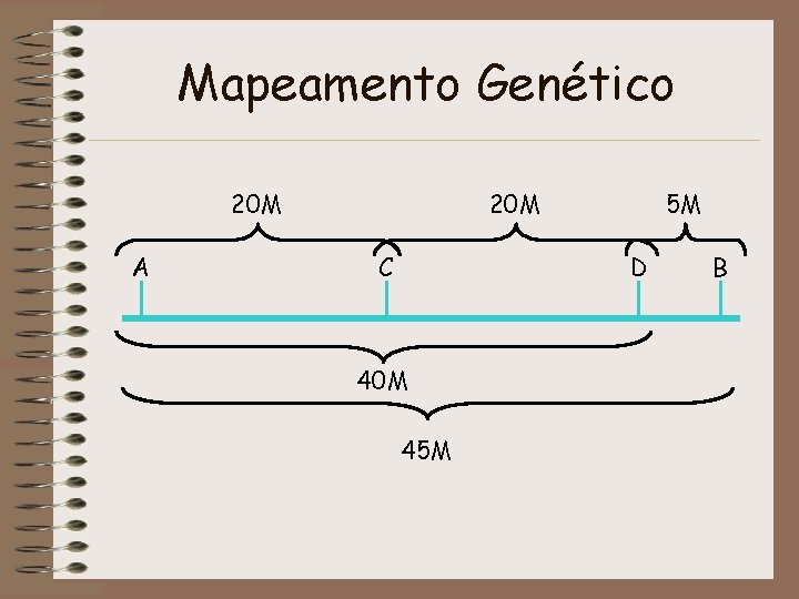 Mapeamento Genético 20 M A 20 M C 5 M D 40 M 45