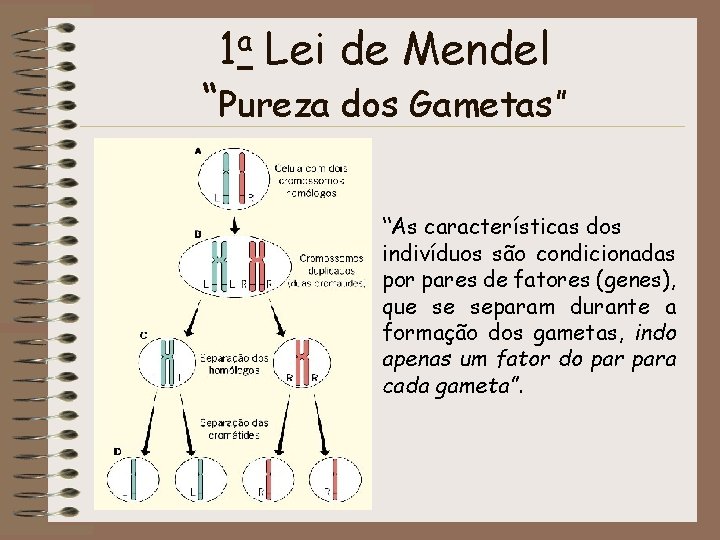 1 a Lei de Mendel “Pureza dos Gametas” “As características dos indivíduos são condicionadas