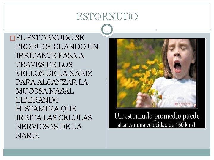 ESTORNUDO �EL ESTORNUDO SE PRODUCE CUANDO UN IRRITANTE PASA A TRAVES DE LOS VELLOS