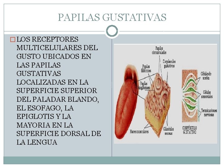 PAPILAS GUSTATIVAS � LOS RECEPTORES MULTICELULARES DEL GUSTO UBICADOS EN LAS PAPILAS GUSTATIVAS LOCALIZADAS