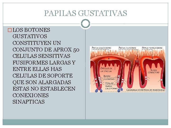 PAPILAS GUSTATIVAS � LOS BOTONES GUSTATIVOS CONSTITUYEN UN CONJUNTO DE APROX 50 CELULAS SENSITIVAS