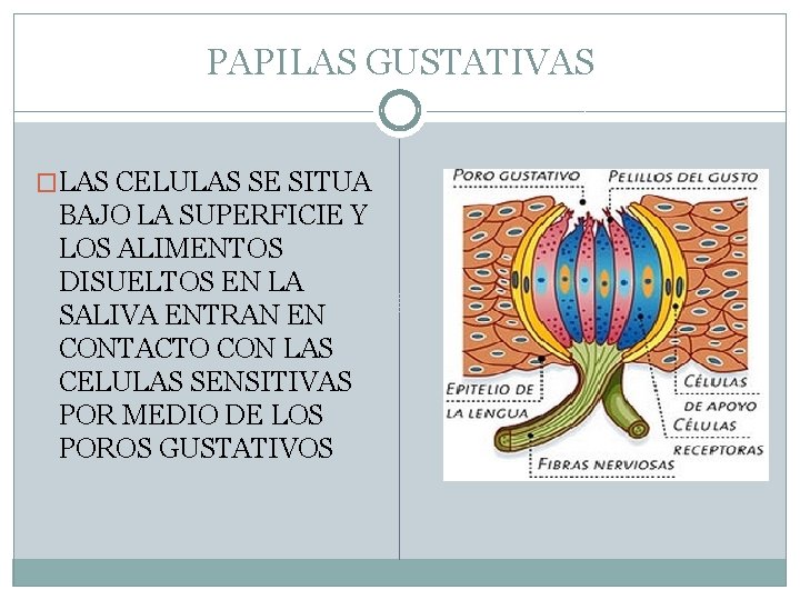 PAPILAS GUSTATIVAS �LAS CELULAS SE SITUA BAJO LA SUPERFICIE Y LOS ALIMENTOS DISUELTOS EN