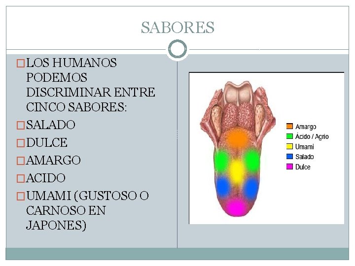 SABORES �LOS HUMANOS PODEMOS DISCRIMINAR ENTRE CINCO SABORES: �SALADO �DULCE �AMARGO �ACIDO �UMAMI (GUSTOSO