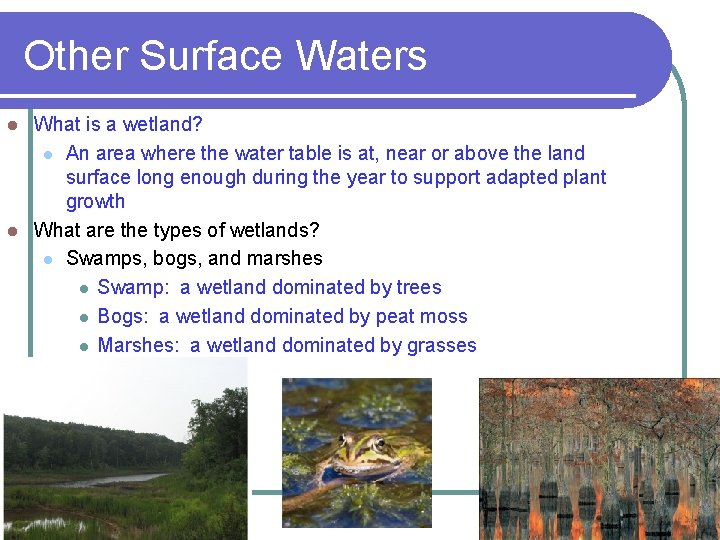 Other Surface Waters What is a wetland? l An area where the water table