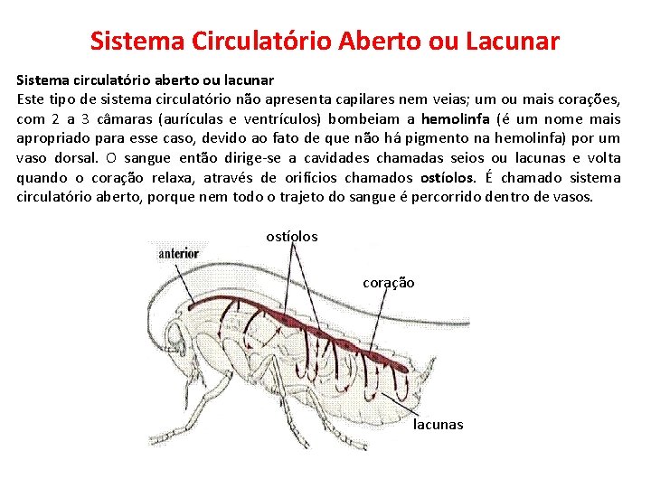 Sistema Circulatório Aberto ou Lacunar Sistema circulatório aberto ou lacunar Este tipo de sistema