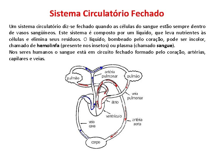 Sistema Circulatório Fechado Um sistema circulatório diz-se fechado quando as células do sangue estão
