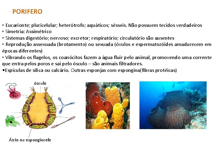 PORIFERO • Eucarionte; pluricelular; heterótrofo; aquáticos; sésseis. Não possuem tecidos verdadeiros • Simetria: Assimétrico