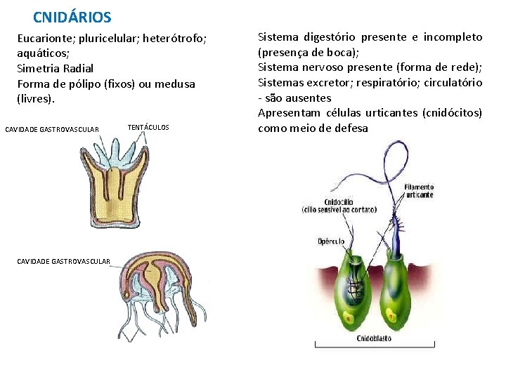 CNIDÁRIOS Eucarionte; pluricelular; heterótrofo; aquáticos; Simetria Radial Forma de pólipo (fixos) ou medusa (livres).