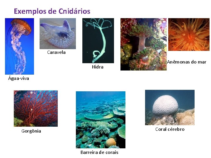 Exemplos de Cnidários Caravela Hidra Anêmonas do mar Água-viva Coral cérebro Gorgônia Barreira de
