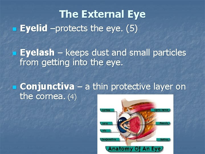 The External Eye n n n Eyelid –protects the eye. (5) Eyelash – keeps