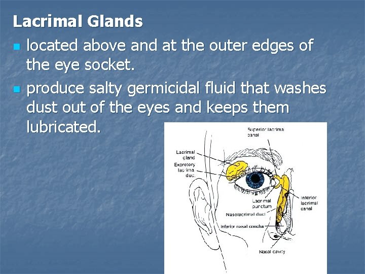 Lacrimal Glands n located above and at the outer edges of the eye socket.