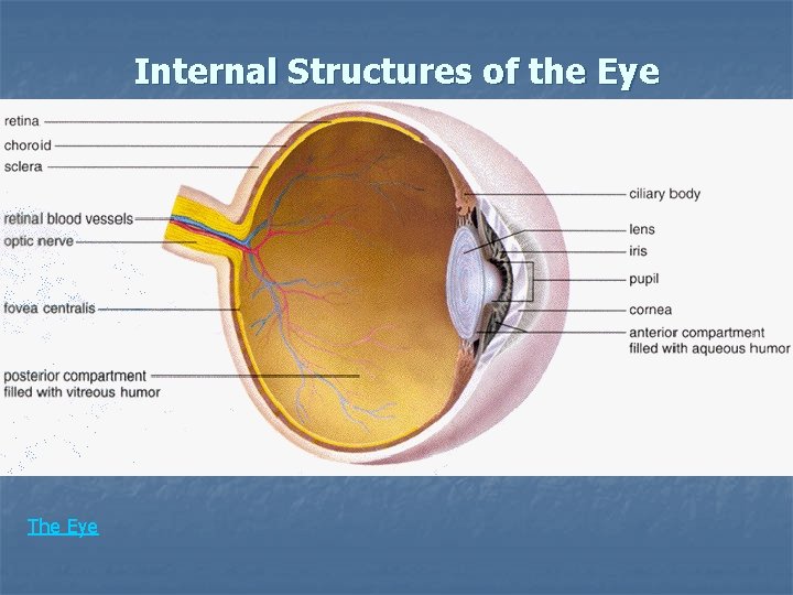 Internal Structures of the Eye The Eye 