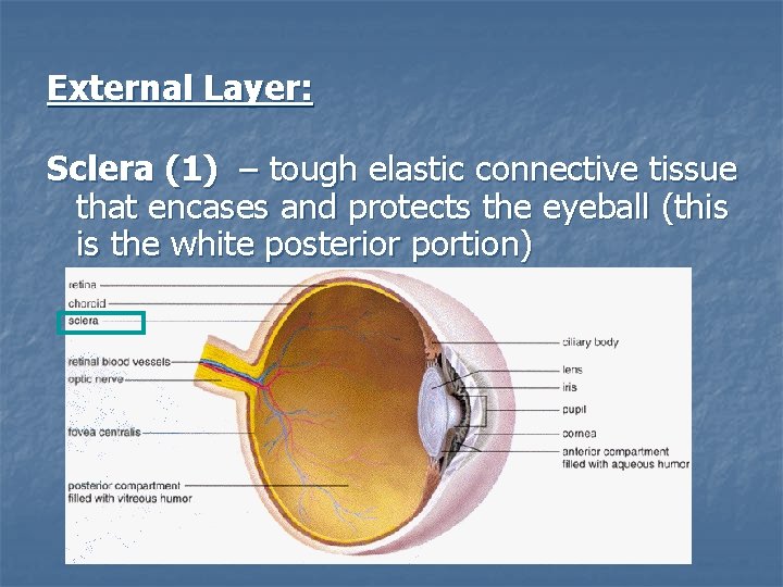 External Layer: Sclera (1) – tough elastic connective tissue that encases and protects the