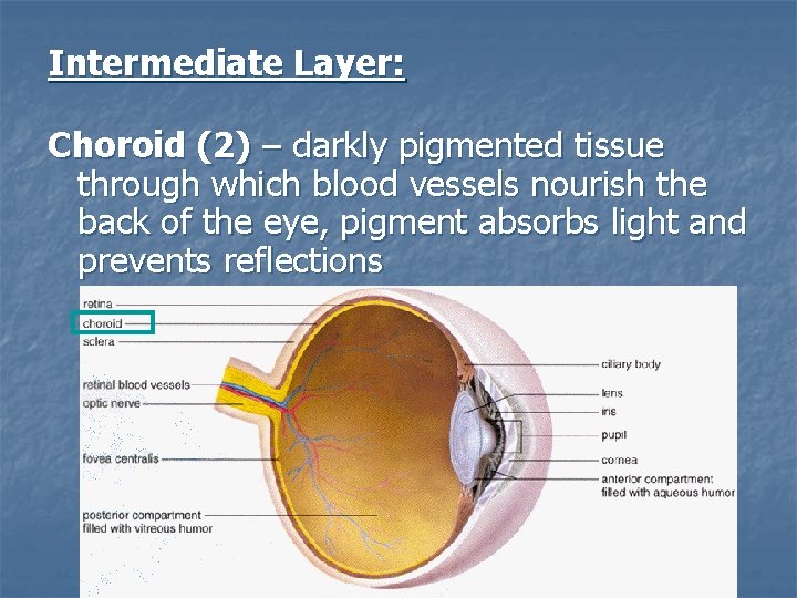 Intermediate Layer: Choroid (2) – darkly pigmented tissue through which blood vessels nourish the