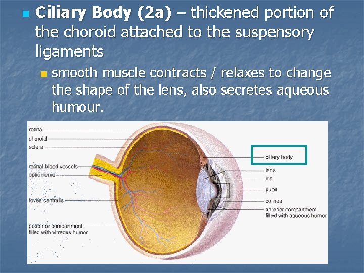 n Ciliary Body (2 a) – thickened portion of the choroid attached to the