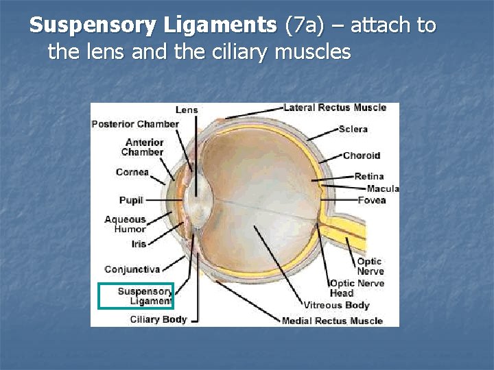 Suspensory Ligaments (7 a) – attach to the lens and the ciliary muscles 