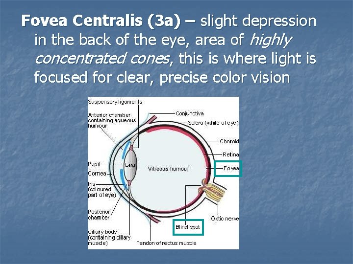 Fovea Centralis (3 a) – slight depression in the back of the eye, area