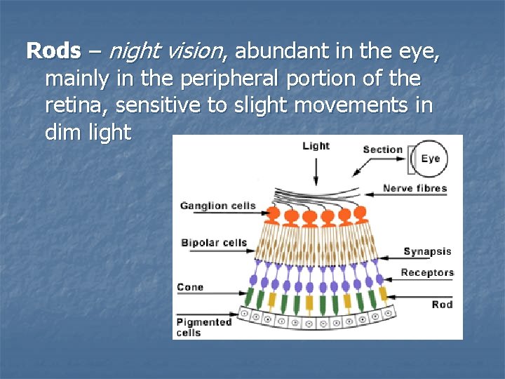 Rods – night vision, abundant in the eye, mainly in the peripheral portion of