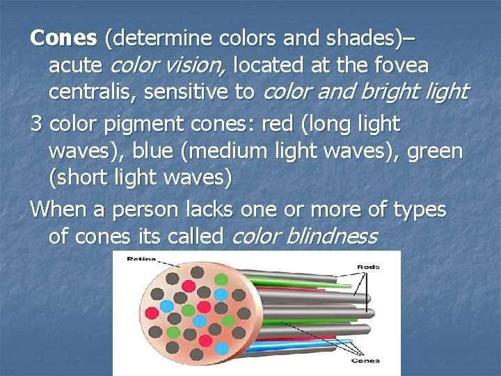 Cones (determine colors and shades)– acute color vision, located at the fovea centralis, sensitive