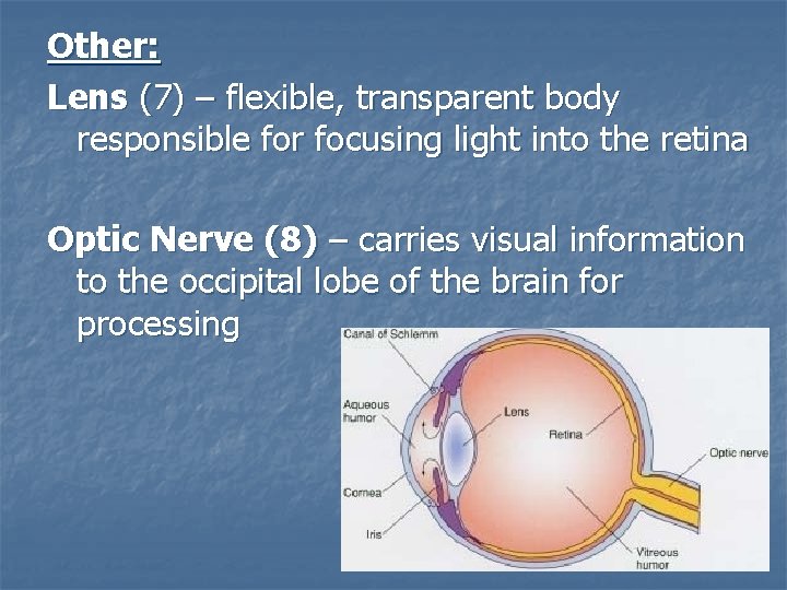 Other: Lens (7) – flexible, transparent body responsible for focusing light into the retina