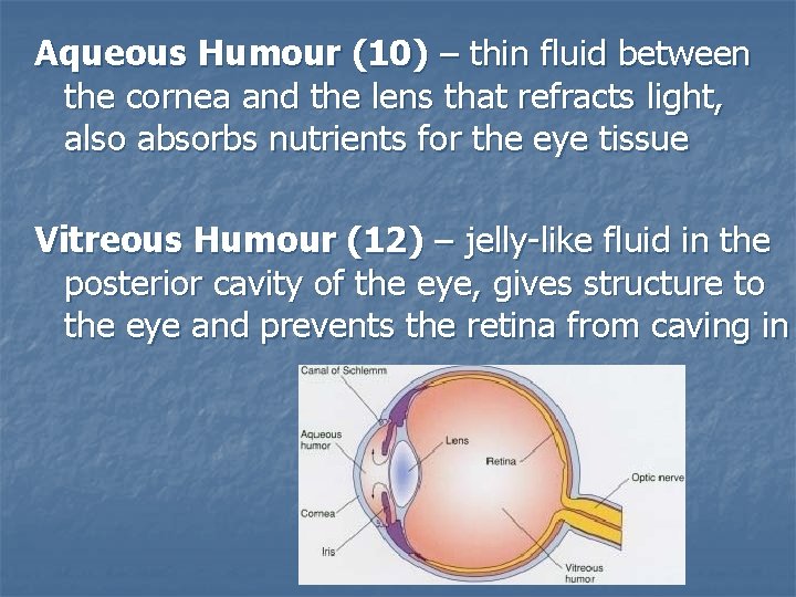 Aqueous Humour (10) – thin fluid between the cornea and the lens that refracts