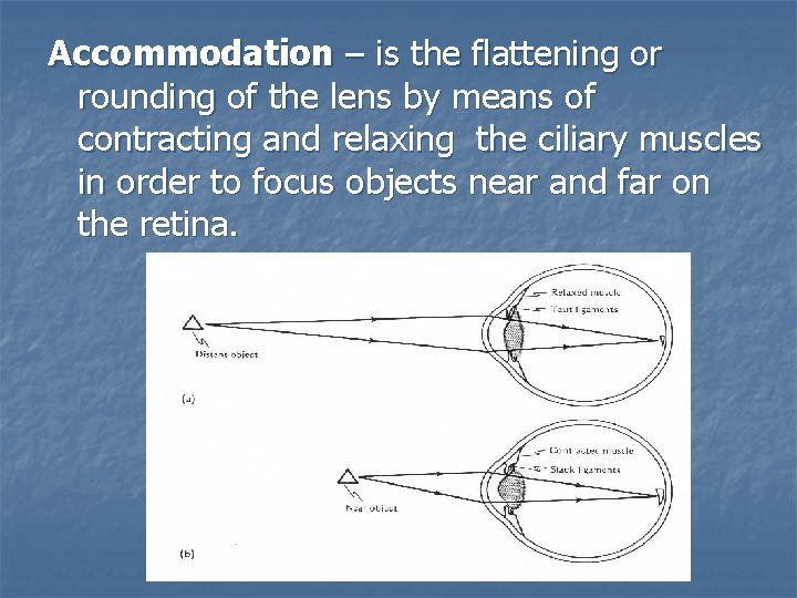 Accommodation – is the flattening or rounding of the lens by means of contracting
