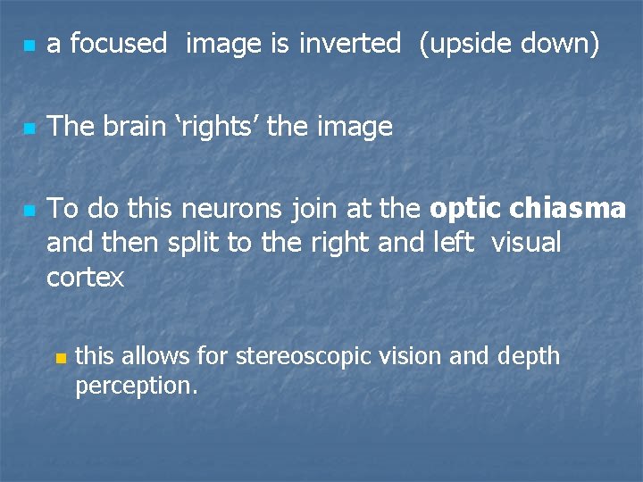 n a focused image is inverted (upside down) n The brain ‘rights’ the image