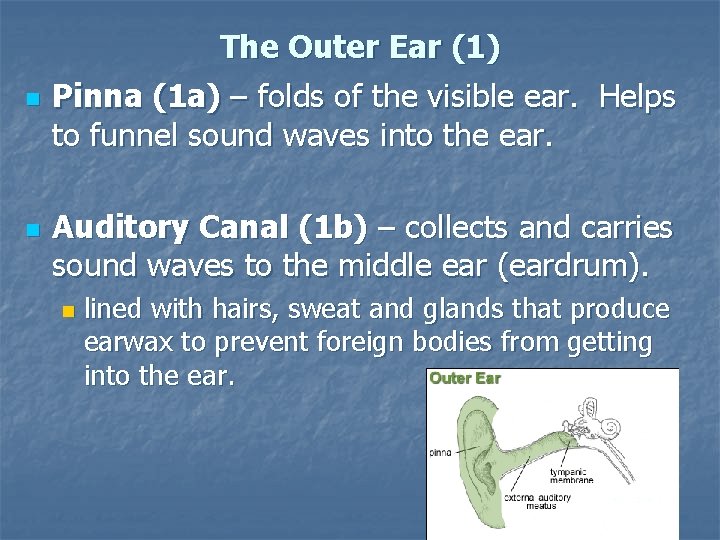 The Outer Ear (1) n n Pinna (1 a) – folds of the visible
