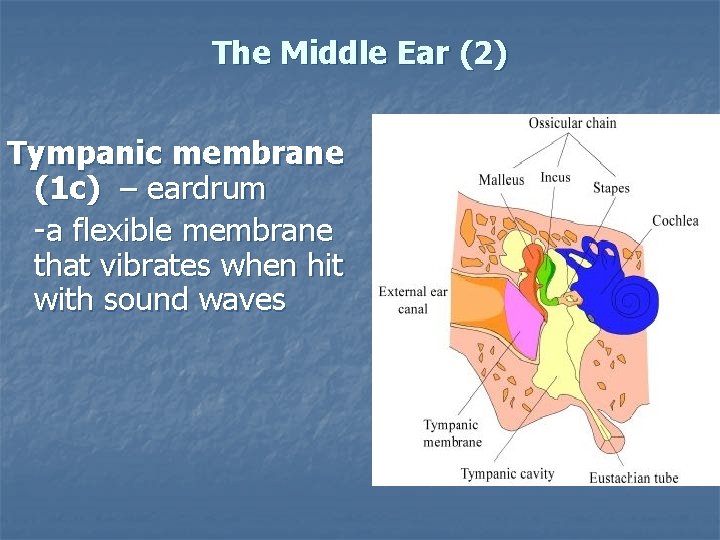 The Middle Ear (2) Tympanic membrane (1 c) – eardrum -a flexible membrane that