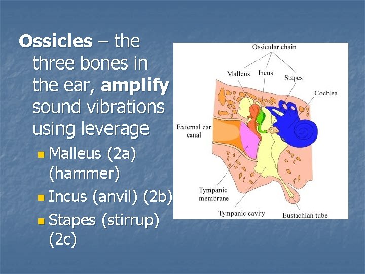 Ossicles – the three bones in the ear, amplify sound vibrations using leverage n