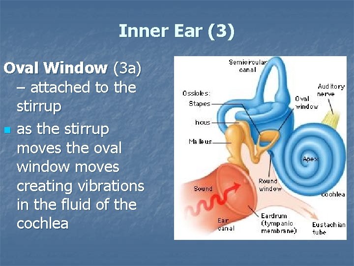 Inner Ear (3) Oval Window (3 a) – attached to the stirrup n as