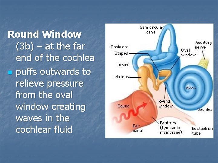 Round Window (3 b) – at the far end of the cochlea n puffs