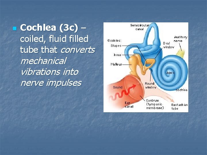 n Cochlea (3 c) – coiled, fluid filled tube that converts mechanical vibrations into